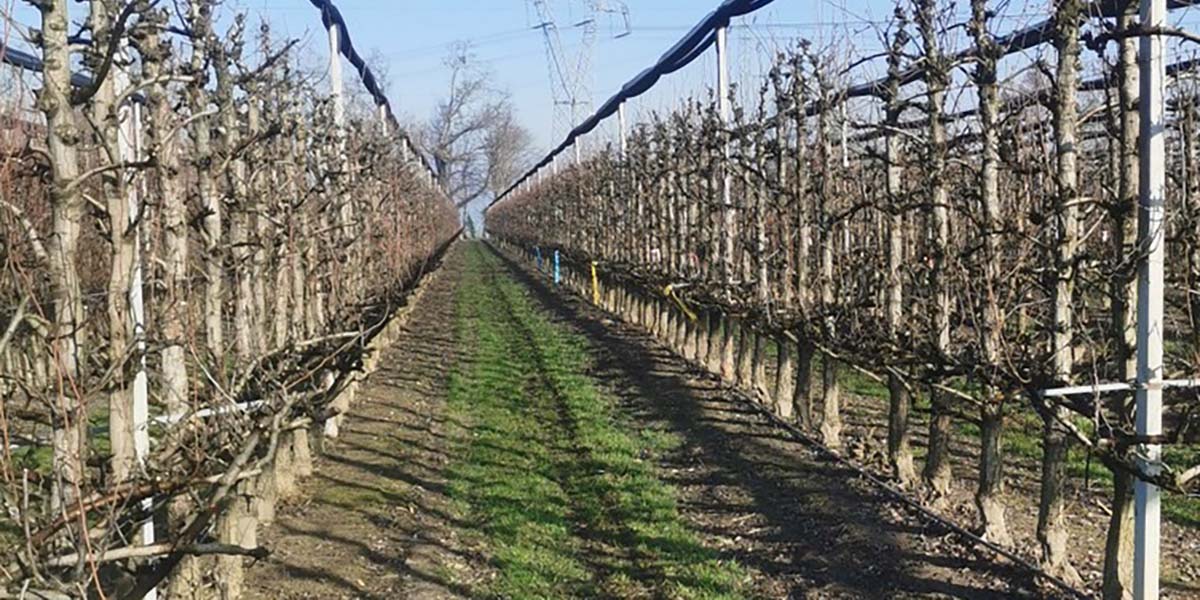 Inerbimento su Abate: per contrastare la Maculatura Bruna occorrono approfondimenti